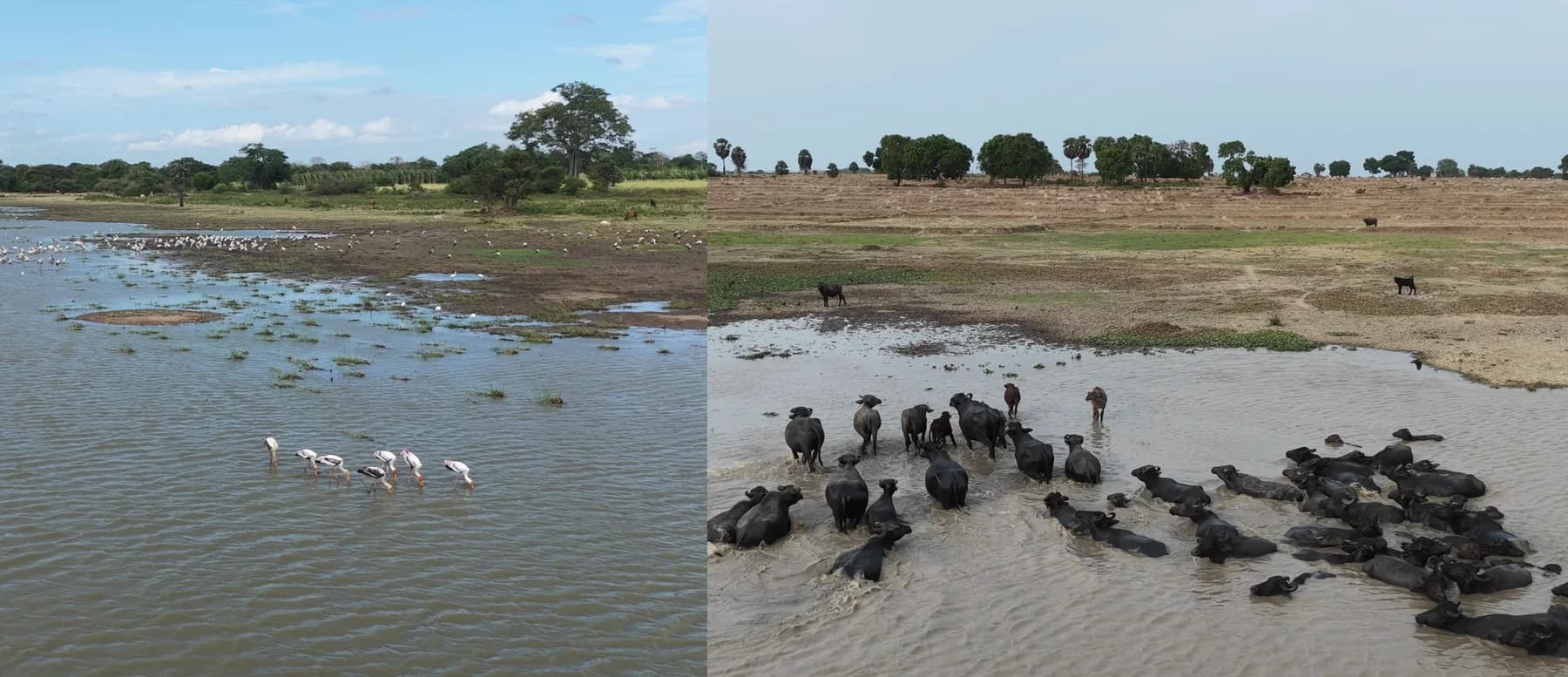 Water buffalo and wading birds sharing a wetland in rural Sri Lanka