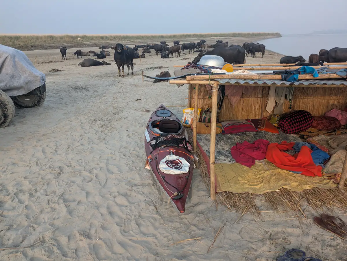 The expedition kayak beside a low riverside shelter with bedding and buffalo nearby