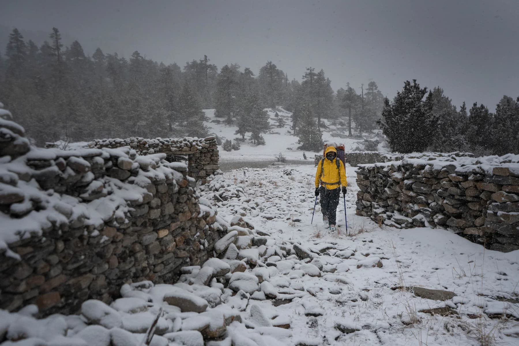 A trekker in a yellow jacket with a backpack and trekking poles, between snow-covered stone walls